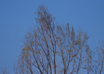 Panistas en Congreso Capitalino piden a gobierno de Claudia Sheinbaum transparentar situación del ahuehuete