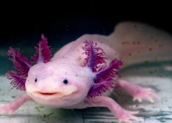 Hay tres factores fundamentales presentes en Xochimilco que están provocando que el ajolote esté en peligro de extinción: Experta