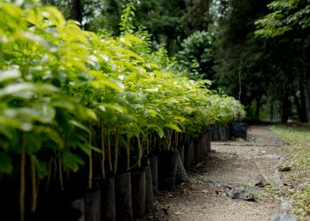 ¿Qué te parecería adoptar un árbol? Aquí te contamos