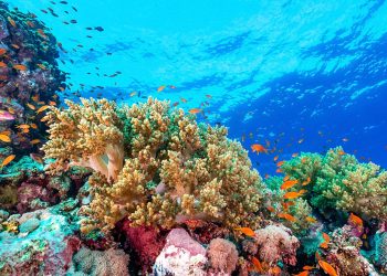 Los arrecifes de coral del Pacífico Oriental podrían sobrevivir hasta 2060