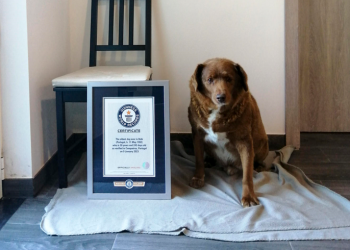 Conoce al perro más viejo del mundo; se llama Bobi y vive en este país