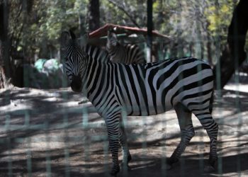 Autoridad protectora denunciará violaciones en zoológico de Guerrero