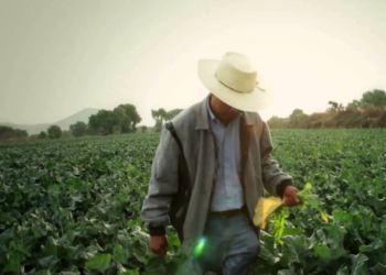 Rescatan a 42 jornaleros de Chihuahua “esclavizados” en campo agrícola de Sinaloa.
