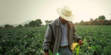 Rescatan a 42 jornaleros de Chihuahua “esclavizados” en campo agrícola de Sinaloa.
