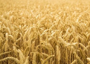 Greenpeace denuncia que cuatro empresas controlan el 70% del comercio mundial del cereal