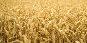 Greenpeace denuncia que cuatro empresas controlan el 70% del comercio mundial del cereal