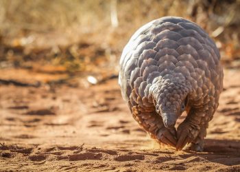 Lanzan programa para salvar al mamífero más traficado del mundo