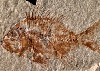 Un pez fosilizado de 319 millones de años revela un cerebro bien conservado