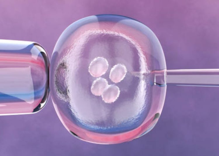 Microscopic View of Embryonic Cell and Needl