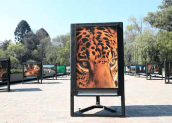 Jaguar, recorrido visual hacia su conservación en Chapultepec