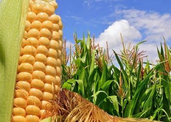 El gobierno de México publica nuevo decreto relativo al maíz, esto es lo que dice