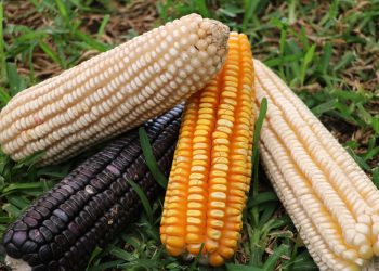 Hay incongruencias en el decreto para el uso de grano de maíz genéticamente modificado: Anaya