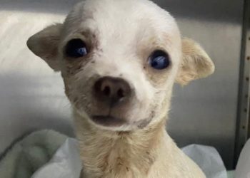 Murió Pincky, el perrito que fue herido cuando trató de defender su casa de un asalto