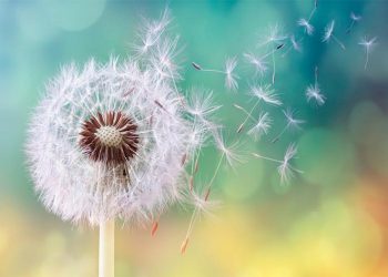 ¿Sientes irritación en nariz, ojos, y hasta dificultad para respirar? Podría ser el polen