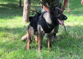 Murió Proteo, perro rescatista que ayudaba en Turquía