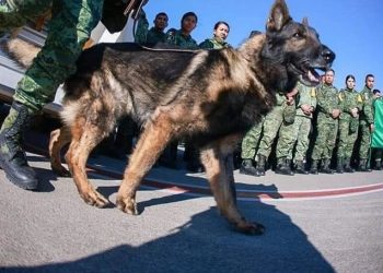 Así despidieron a Proteo, el perrito rescatista que murió en Turquía
