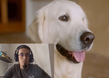 Talento Mexicano: Emprendimiento Dogs & Pals