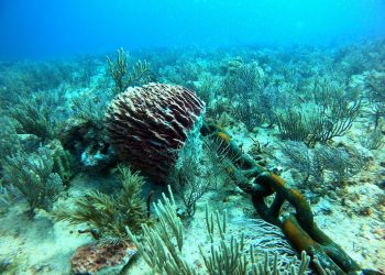 Barco que transporta piedra para el Tren Maya dañó corales, afirma buzo