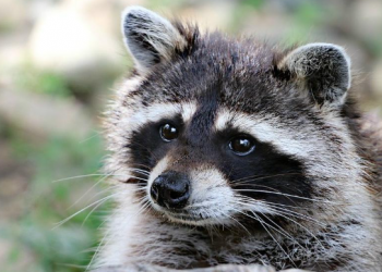 Perro mapache, posible origen del COVID-19 señalan expertos de la OMS