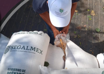 Ignacio Ovalle está siendo arropado por López Obrador a pesar del escándalo en Segalmex: Alamillo