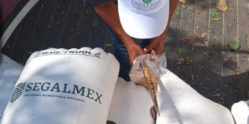 Ignacio Ovalle está siendo arropado por López Obrador a pesar del escándalo en Segalmex: Alamillo