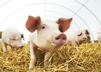 El Gobierno federal está abriendo mercados de carne de cerdo con un alto riesgo sanitario