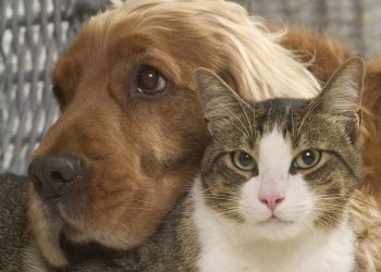 Tener perro o gato se asocia con menos alergias alimenticias en niños