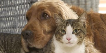 Tener perro o gato se asocia con menos alergias alimenticias en niños