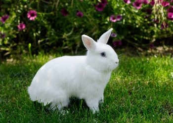 Brasil prohíbe uso de animales vertebrados en pruebas de industria cosmética