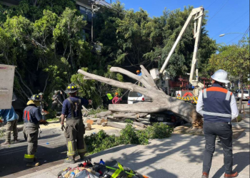 Cae árbol monumental de 20 metros en Narvarte Poniente, te contamos