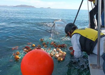 Liberan ballena enmallada en La Paz, BCS