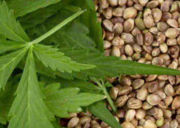 Autorizan a empresa canadiense producir, importar y vender productos derivados del cannabis