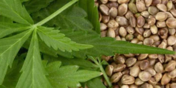 Autorizan a empresa canadiense producir, importar y vender productos derivados del cannabis