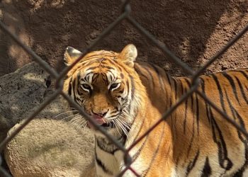 Asociación mexicana envía tigres para evitar extinción en la India