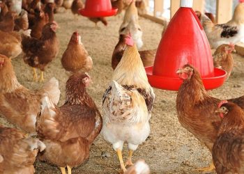 Latinoamérica refuerza combate a gripe aviar