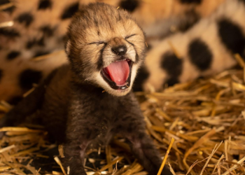 Nacen en la India las primeras crías de guepardo en siete décadas