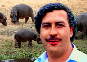 En abril llegarán los hipopótamos de Pablo Escobar