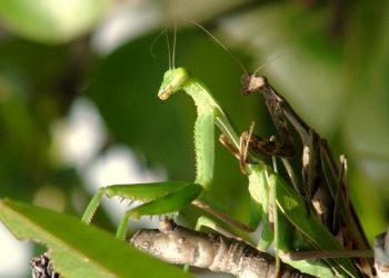 La contaminación atmosférica dificulta el apareamiento de los insectos