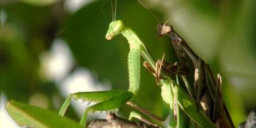 La contaminación atmosférica dificulta el apareamiento de los insectos
