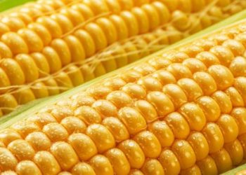 ¿En qué consiste la solitud de consulta por parte de Estados Unidos en el tema del maíz transgénico? Esto dijo un experto