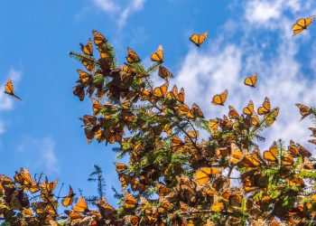 La superficie ocupada por la mariposa monarca en México se reduce un 22%