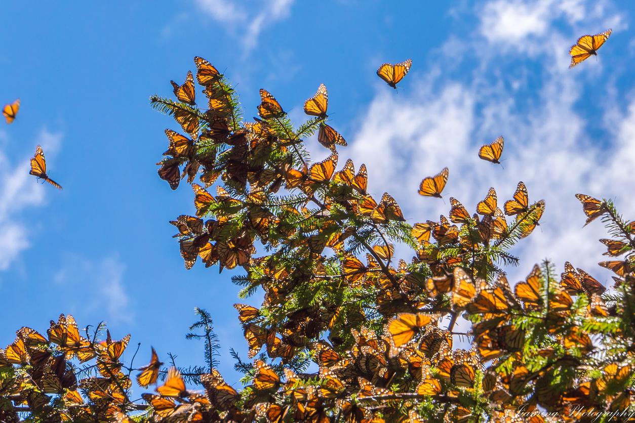 La superficie ocupada por la mariposa monarca en México se reduce un 22% -  Enfoque Noticias