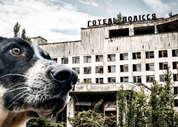 Los perros de Chernóbil podrían ser genéticamente distintos: estudio