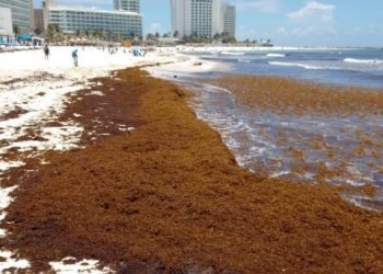 ¿El sargazo llegará antes y en mayor volumen a México? Esto dijo un experto