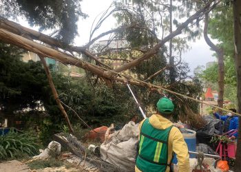 14 árboles han sido derribados en la CDMX por fuertes vientos