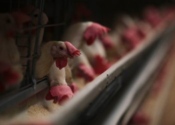 Detectan brote de influenza aviar en granjas de Aguascalientes