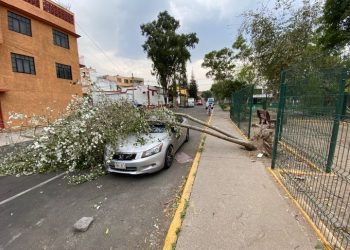 Caen arboles por fuertes vientos en CDMX
