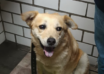 CDMX: Perrita regresa a su hogar tras haber sido rescatada de las vías del Metro