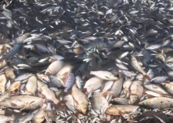 Se seca la Laguna de Metztitlán, miles de tilapias y carpas mueren