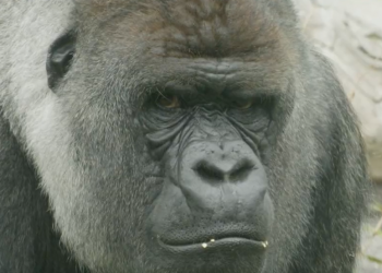 Muere el gorila Bokito, famoso por sus huidas del zoológico